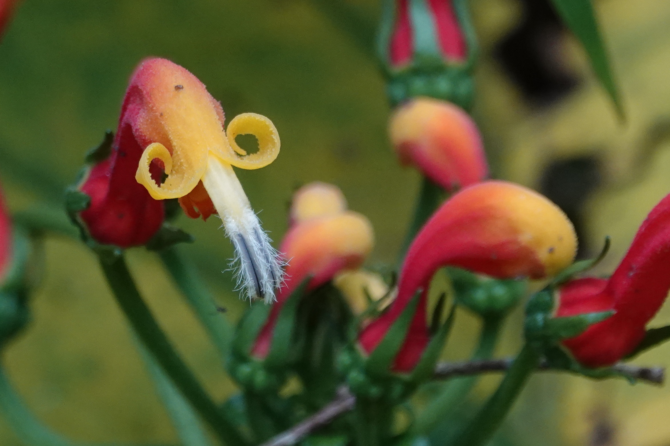 Fleurs tropicales colorées